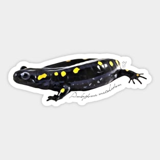 Spotted salamander art with scientific name Sticker